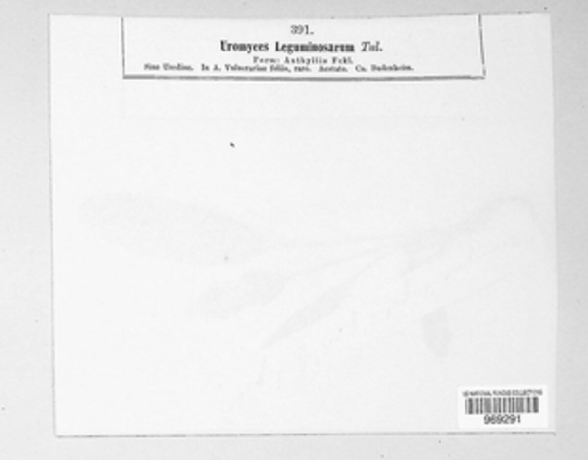 Uromyces leguminosarum image